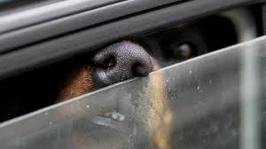 Mai lasciare il cane chiuso in auto