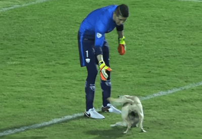 Cane di un tifoso! Quando l’invasione di campo ha quattro zampe