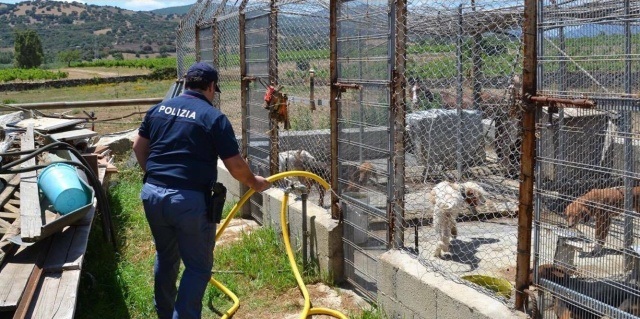 Canile lager a Siniscola, polizia e veterinari salvano 10 cani da caccia