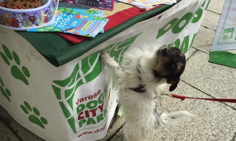 A Varese terza candelina per Dogs’ City Park: dall’area cani, oggi un progetto multiforme per il benessere del cane sociale