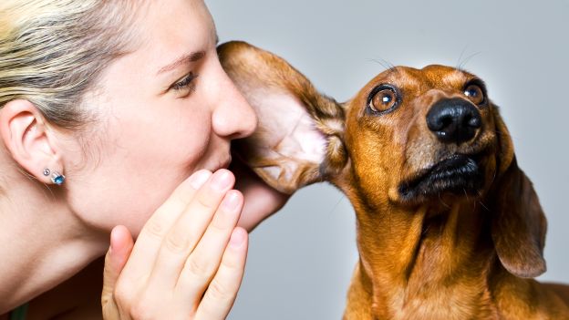 E’ il migliore amico e anche il miglior confidente: parliamo più col cane che col partner. Lo afferma un’indagine inglese