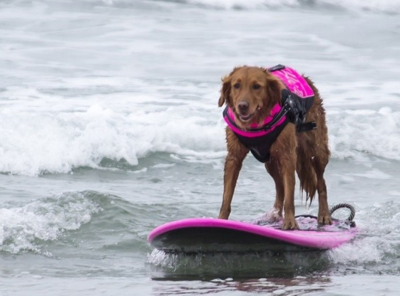 Surf, che passione! E Ricochet lo fa coi ragazzi in difficoltà