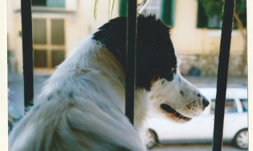 Il cane Snoopy era sul balcone di casa quando morì per una fucilata: ieri il via al processo