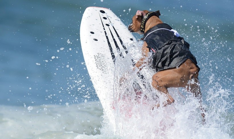 Tutti a tavola! Sì ma quella da surf. Arrivano i campionati di California