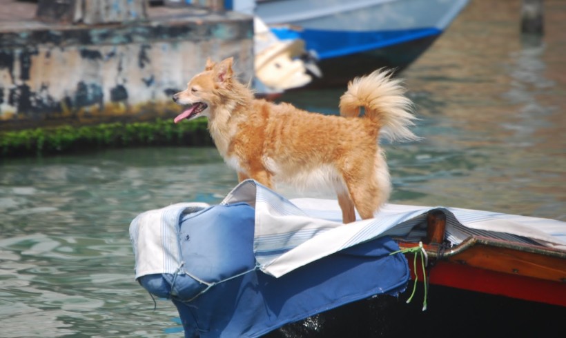 Veneto, dalla Regione norme all’avanguardia per cani e altri pet