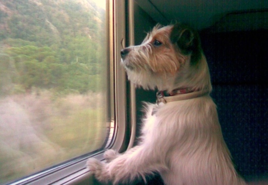 Fido in vacanza su rotaia: d’agosto con Trenitalia cani a bordo con 5 euro