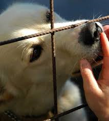 La lotta al randagismo finisce nella ciotola: a Terni bonus pappa per chi adotta un cane dal canile