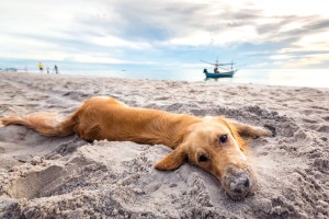 cane-in-spiaggia