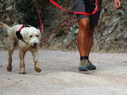 Passeggiare a sei zampe: per passione o in gara! Alla scoperta del dog trekking