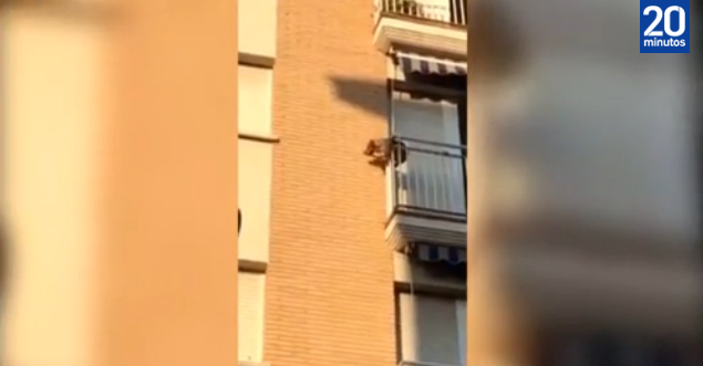 Lo chiudono fuori al sole senza acqua: cane disperato si lancia dal balcone