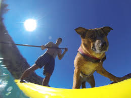 Con il sup(er) cane a passeggio a pelo d’acqua