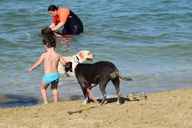 A Silvi la pet therapy scende in spiaggia: accordo del Comune con Unica Beach