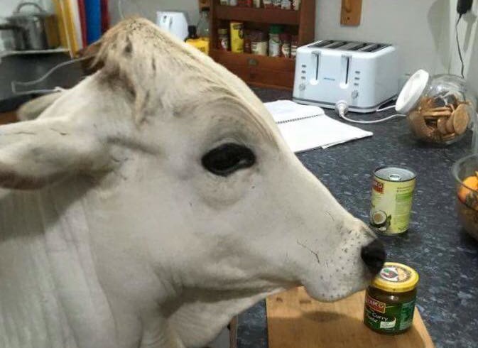 In Australia c’è un cane che fa muuuu… Ah no è una mucca. Ma si crede Fido