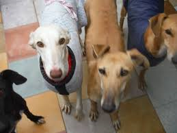 Levrieri, dai galgos ai greyhound una razza in cerca di riscatto e amore