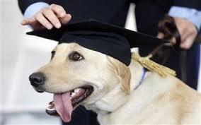 All’università per laurearsi in… cane!