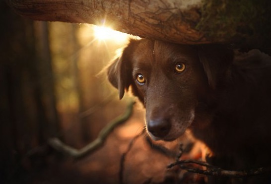 Cappuccetto Rosso? Adesso in Emilia Romagna ha paura del cane