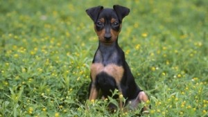 Penelope  Pinscher