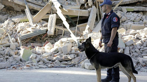 Cani da soccorso si diventa, sì ma come? Addestrandoli a giocare