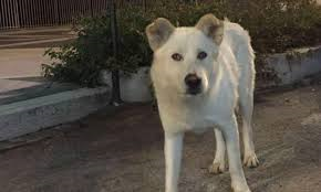 +++ Cane Angelo: condanna massima per i quattro imputati +++