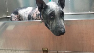 Maltrattava il suo cane Boris: via al processo a Massa