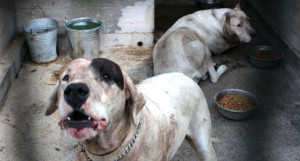 I cani protagonisti della vicenda nel box dopo il sequestro