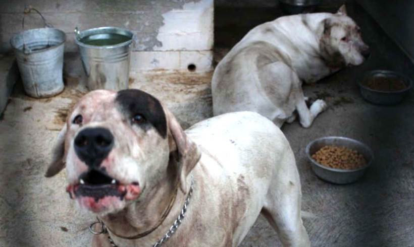 I cani della tragedia di Mascalucia si riabilitano in Trentino