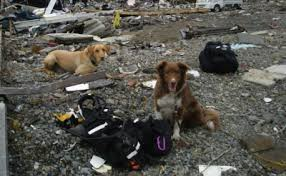 Terremoto, dal canile di Rovereto e Arcadia onlus 1.230 quintali di cibo per animali nelle zone del sisma