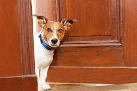 Cani in condominio: ogni regolamento di divieto è illegittimo e quindi nullo. Lo chiarisce il Tribunale di Cagliari