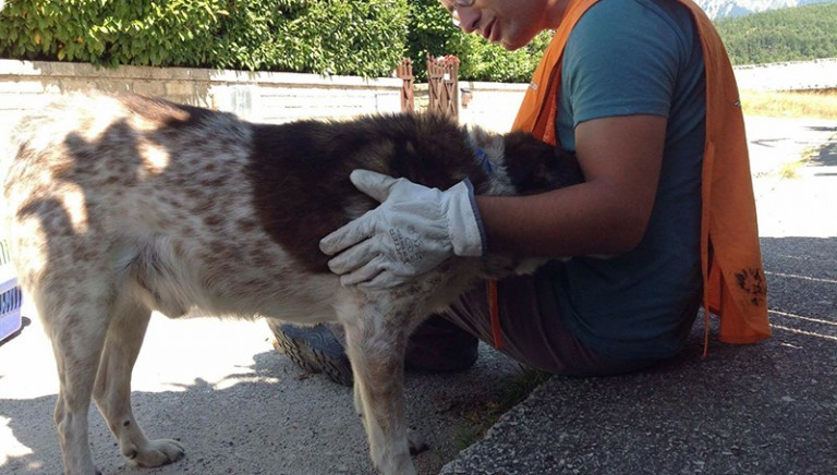 A Livorno cinque cuccioli da Amatrice: così Lav accende la solidarietà istituzionale