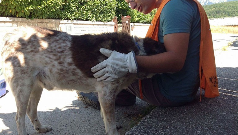 Terremoto, un mese dopo il bilancio Lav: soccorsi 60 animali. Ora, via alle sterilizzazioni