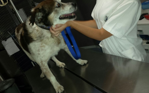 Riki, uno dei cani salvati, durante la visita