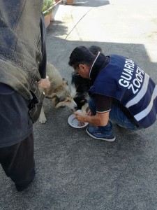 Soccorso e assistenza anche per gli animali in caso di calamità: via al nuovo codice di Protezione Civile