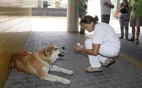 Cuore di Maya: aspetta la sua amica umana per sei giorni fuori dall’ospedale