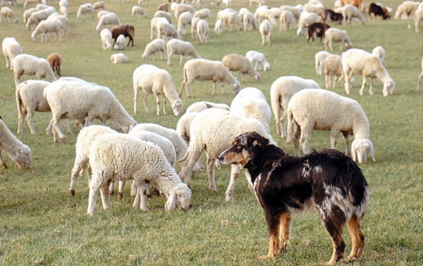 Lite per il pascolo. E gli ammazza il cane a fucilate