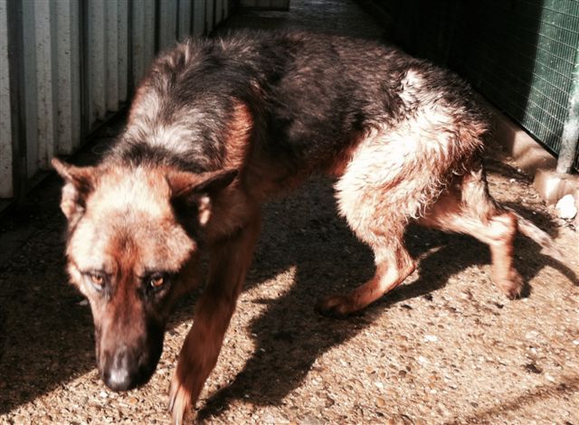 Tenere il cane solo in giardino senza averne cura è reato di abbandono. Sentenza in Cassazione