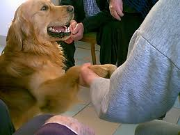 Cani in corsia, via libera del Consiglio regionale della Toscana