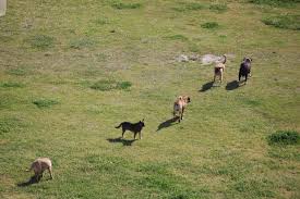 A Lucca montagna senza canile, Marchetti (FI): «Rischio di prospettiva con inselvatichimento dei vaganti e ibridazione»