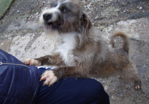 Milo, la mascotte del canile di Piombino