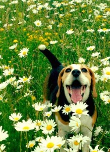 Un beagle come il protagonista di questa disavventura