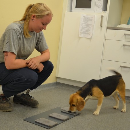 Uomo e cane: geneticamente amici. L’etologo Jensen lo ha dimostrato