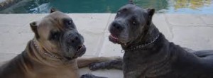 Due esemplari di cane corso