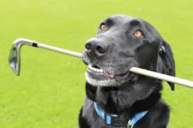 Golf col cane: si può ma con tante, tantissime regole. E a volte qualcuno perde la pazienza…