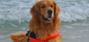 Merlino, cane da soccorso, davanti al mare di Terrasini