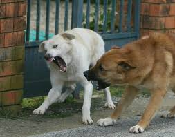 Cane libero per il paese morde un cagnolino e una donna: proprietario denunciato per omessa custodia