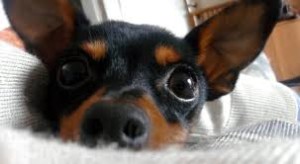 Un pinscher come la vittima di questa storia