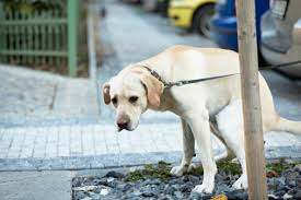 A Firenze via ai controlli su raccolta escrementi e detenzione del cane: 8 multe su 191 controlli nella prima mattinata