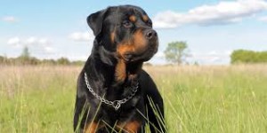 rottweiler 2