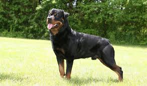 Catena corta, non poteva nemmeno sedersi, e niente acqua: a Prato Enpa sequestra un rottweiler