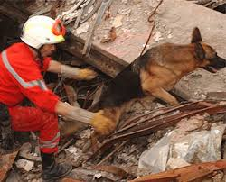 Ricerca e soccorso, per allenare i cani primo campo macerie coperto (I parte)