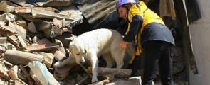 Ricerca e soccorso, per allenare i cani primo campo macerie coperto (II parte)